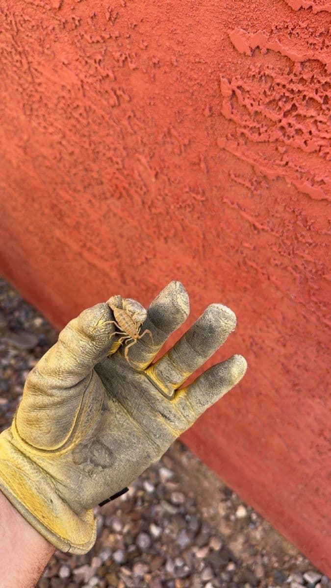 Why You’re Suddenly Seeing More Scorpions at Home image