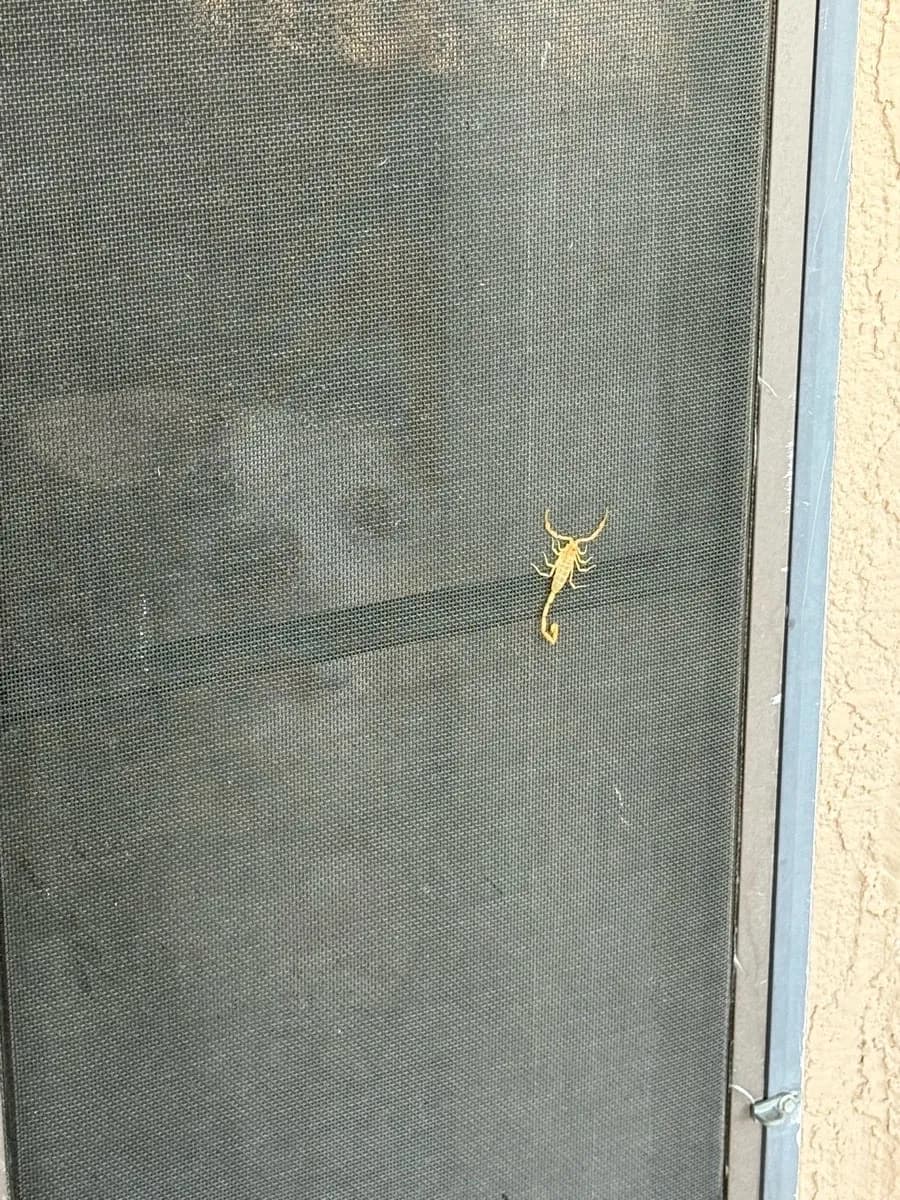 What General Pest Control Includes in Arizona (Scorpions Too) image